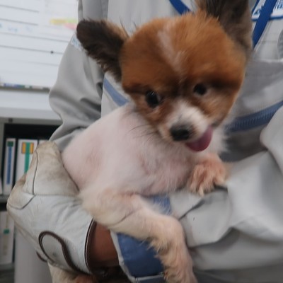 福岡市東部動物愛護管理センター　ｄ1326