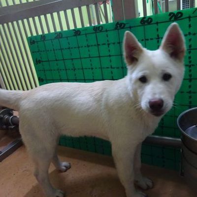 福岡県動物愛護センターNo.9730
