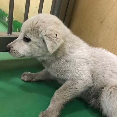 福岡県動物愛護センターNo.9735
