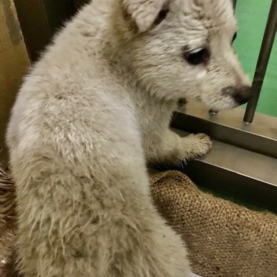福岡県動物愛護センターNo.9736