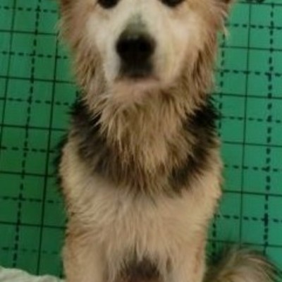 福岡県動物愛護センターNo.9737
