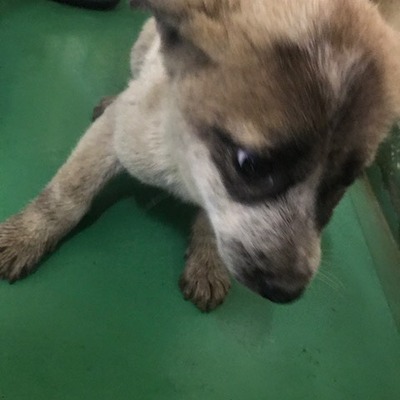 福岡県動物愛護センターNo.9738