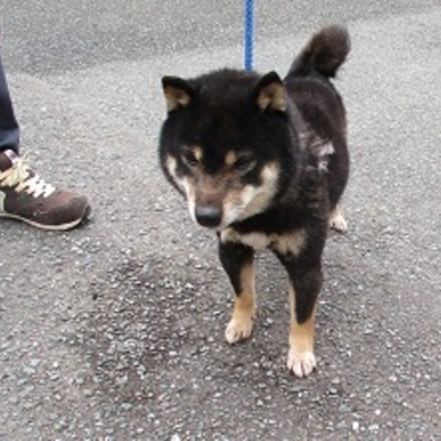 福岡県動物愛護センターNo.9739