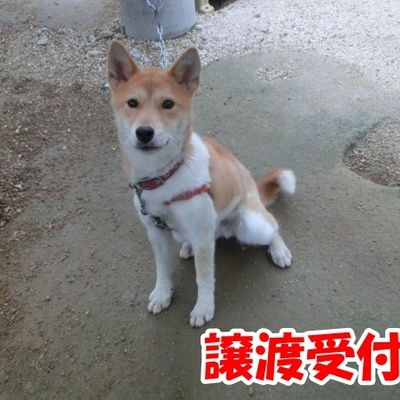 福岡県動物愛護センターNo.1329