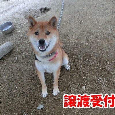 福岡県動物愛護センターNo.1332