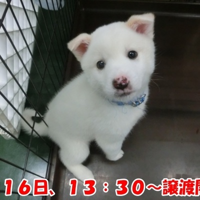 福岡県動物愛護センターNo.1337