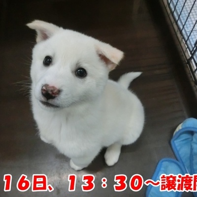 福岡県動物愛護センターNo.1339