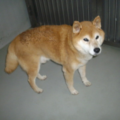 久留米市動物管理センター27035