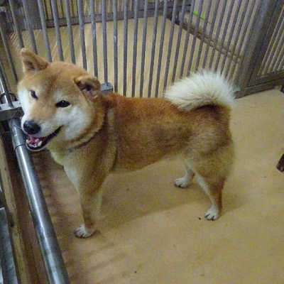福岡県動物愛護センターNo.9749