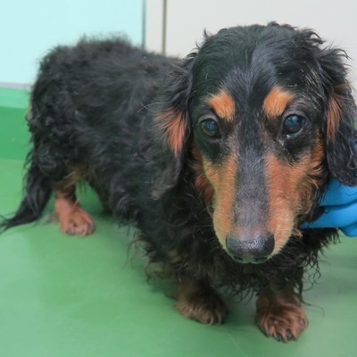 福岡市東部動物愛護管理センター　ｄ1337