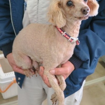 福岡市東部動物愛護管理センター　ｄ1338