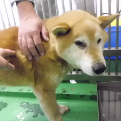 福岡県動物愛護センターNo.9776