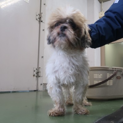 福岡市東部動物愛護管理センター　ｄ1340
