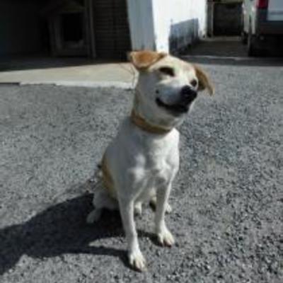 大牟田市動物管理センターNO:1