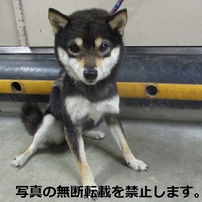 久留米市動物管理センター1051 