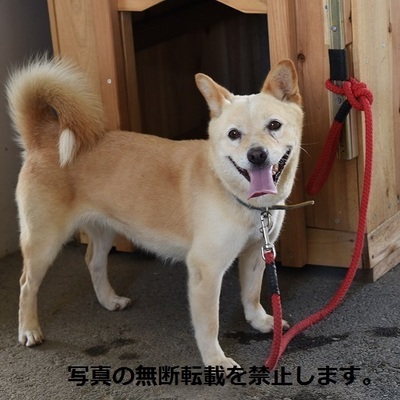 久留米市動物管理センターJ01016