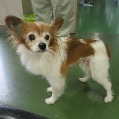 福岡市東部動物愛護管理センター　ｄ1343