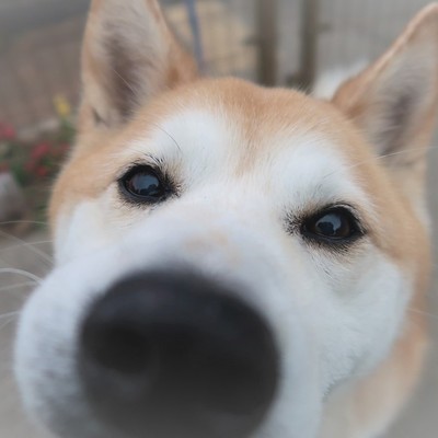 福岡市東部動物愛護管理センター　ｄ1317