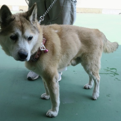 福岡市東部動物愛護管理センター　ｄ1345