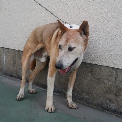 福岡市東部動物愛護管理センター　ｄ1346