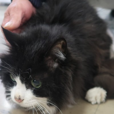 福岡市東部動物愛護管理センター　ｃ3128
