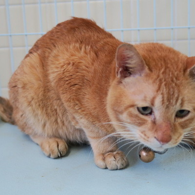 福岡市東部動物愛護管理センター　ｃ3129