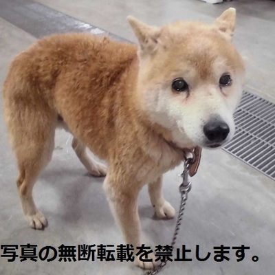 久留米市動物管理センター1055