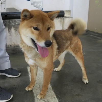福岡市東部動物愛護管理センター　ｄ1349