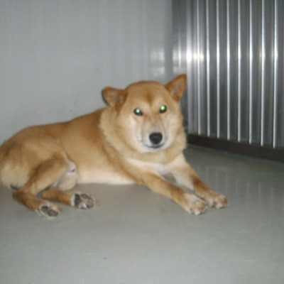 久留米市動物管理センター27036