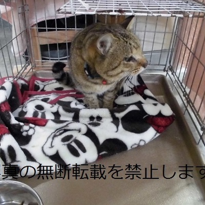 (福岡県)久留米市動物管理センター　2001
