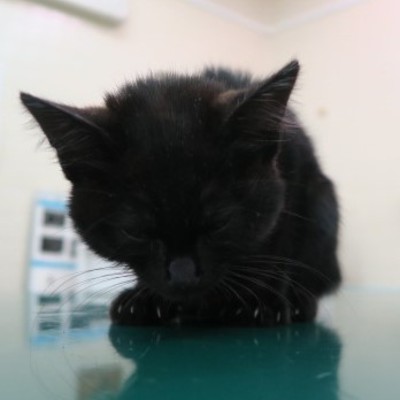(福岡県福岡市)東部動物愛護センター c3149