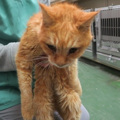 (福岡県福岡市)東部動物愛護センター c3190