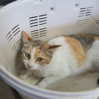 (福岡県福岡市)東部動物愛護センター c3214
