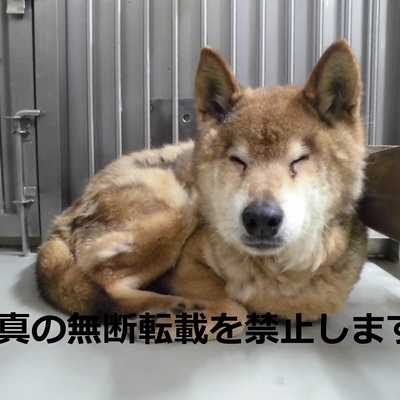 (福岡県)久留米市動物管理センター　2008