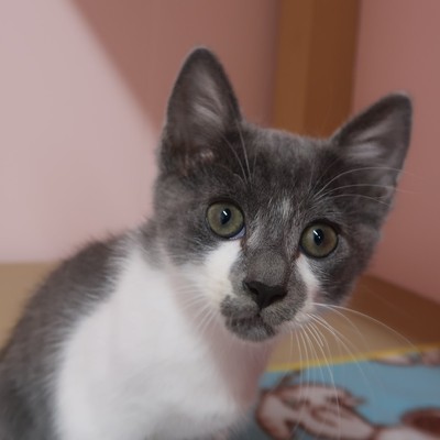 (福岡県福岡市)東部動物愛護センター ｃ3162