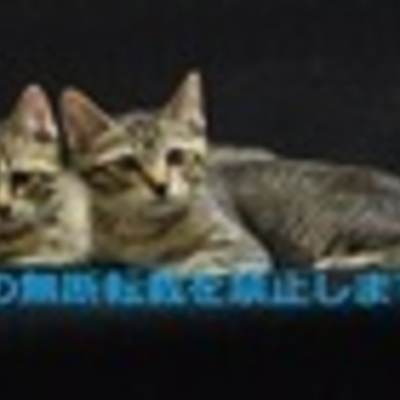 久留米市動物管理センターJ20004（オス）・Ｊ20005（メス）　