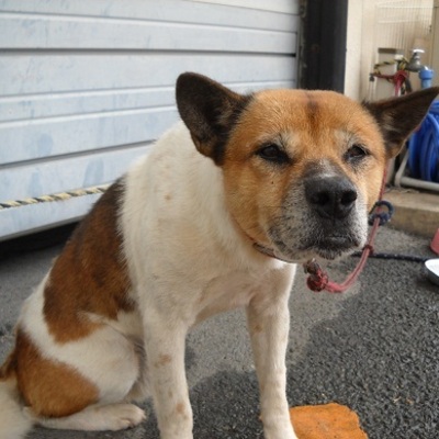 福岡県動物愛護センターNo.6170