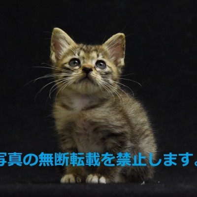 久留米市動物管理センターJ20006