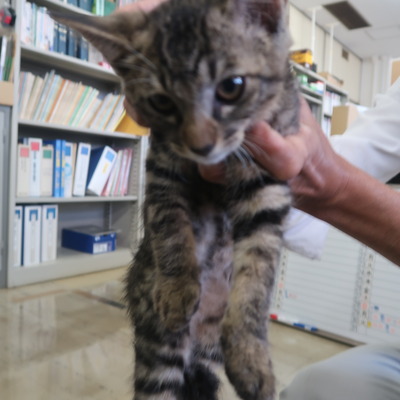 (福岡県福岡市)東部動物愛護センター ｃ3305