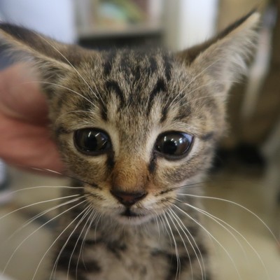 (福岡県福岡市)東部動物愛護センター ｃ3314