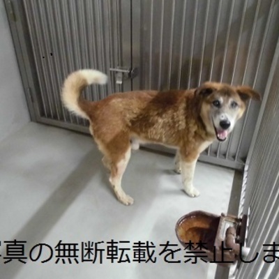 久留米市動物管理センター2011