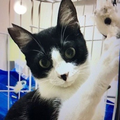 (福岡県福岡市)東部動物愛護センター ｔｃ002