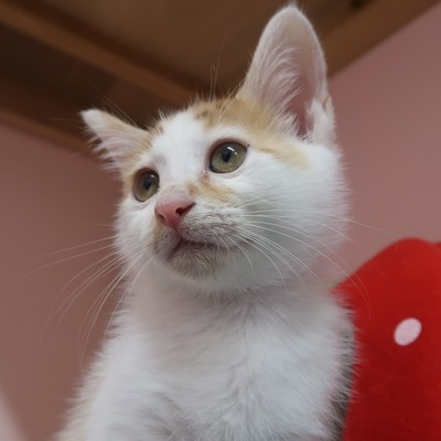 (福岡県福岡市)東部動物愛護センターc3237
