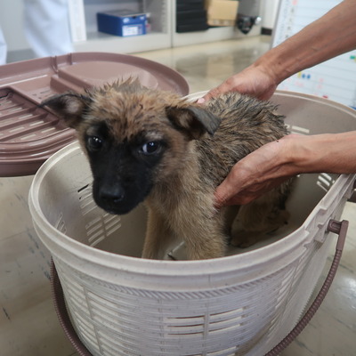 (福岡県福岡市)東部動物愛護センター d1379