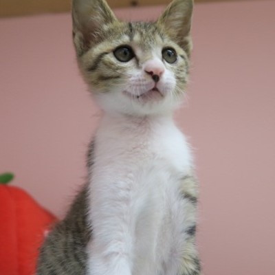 (福岡県福岡市)東部動物愛護センター ｃ3244