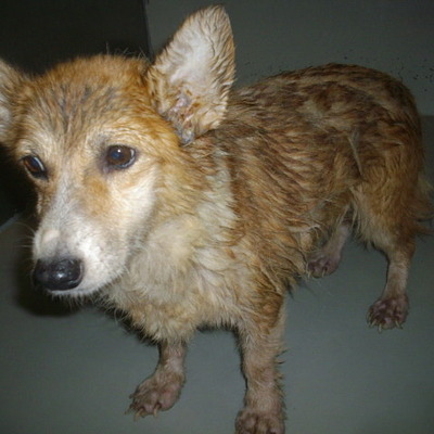 久留米市動物管理センター27037