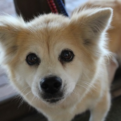北九州市保健福祉局保健医療部動物愛護センターA20042