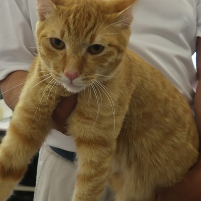 (福岡県福岡市)東部動物愛護センター ｃ3323