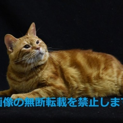 久留米市動物管理センター J20002