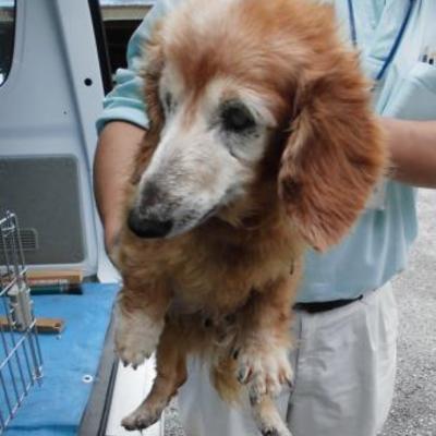大牟田市動物管理センター（8月31日保護分） 